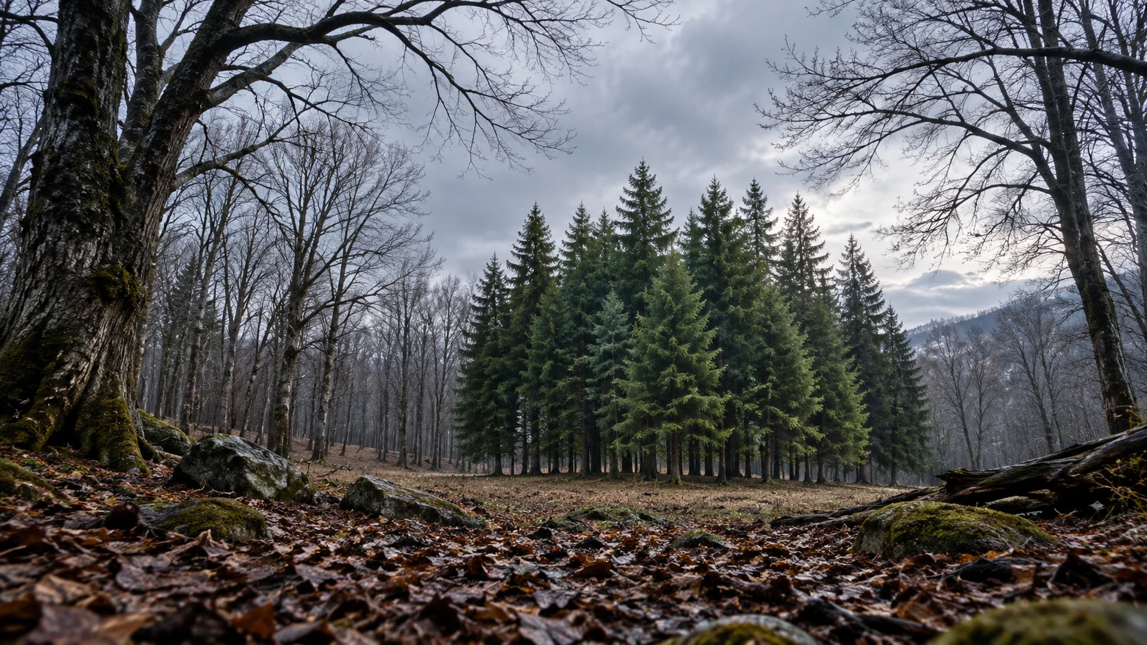Evergreens among leafless winter trees