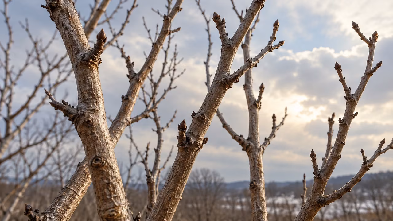 Bare branches appear alike against the winter sky.